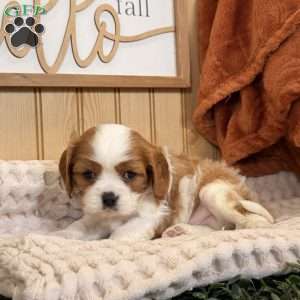 Captain, Cavalier King Charles Spaniel Puppy